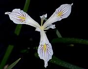 Iris bracteata 3091